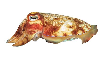 Burswood Seafood photo 7